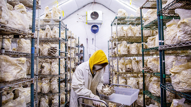 園藝場,花店,立體種植場,培植機構,居家陽臺-川井