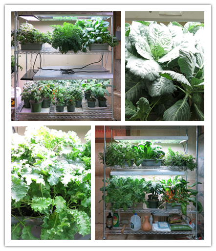 農場牧場畜牧業 蔬菜種植花卉培養育苗架 可移動鍍鉻線網貨架-川井