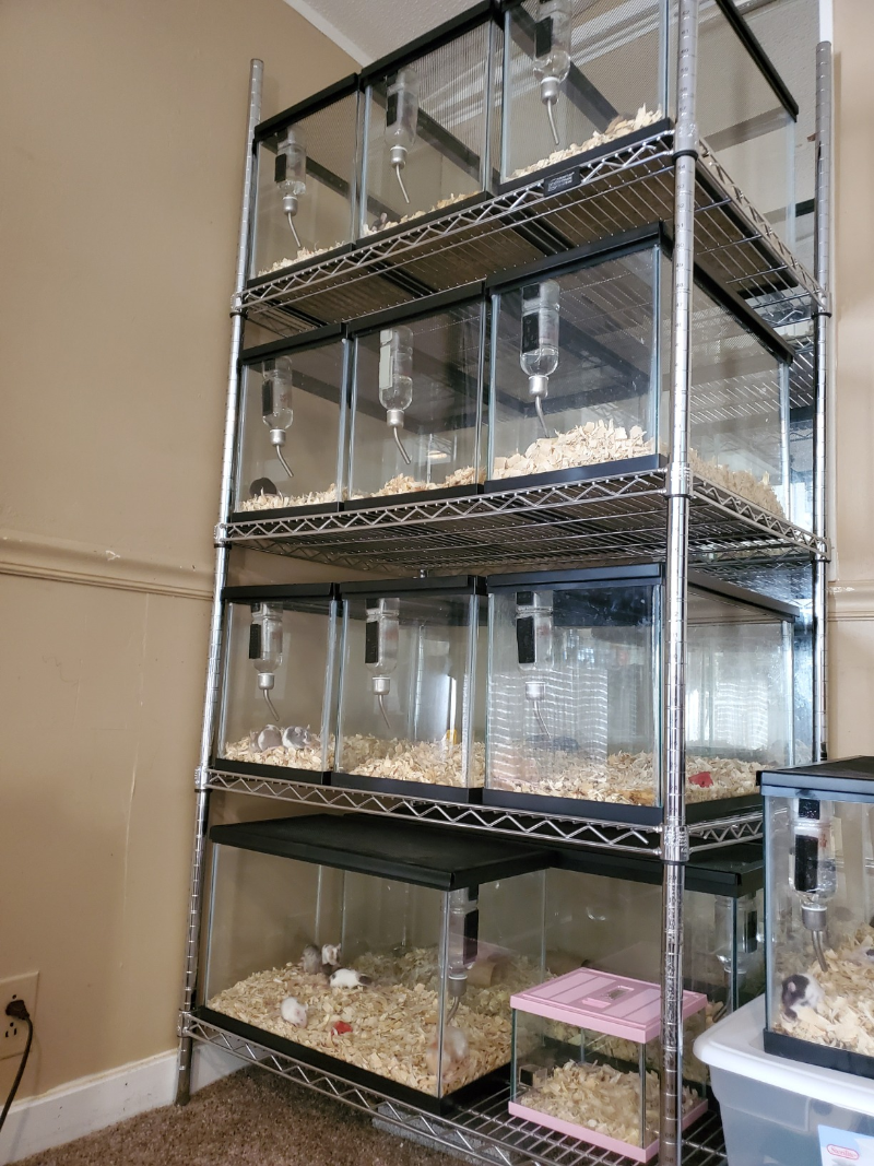 四層電鍍倉鼠飼養架成功案例分享-川井-中山常勝