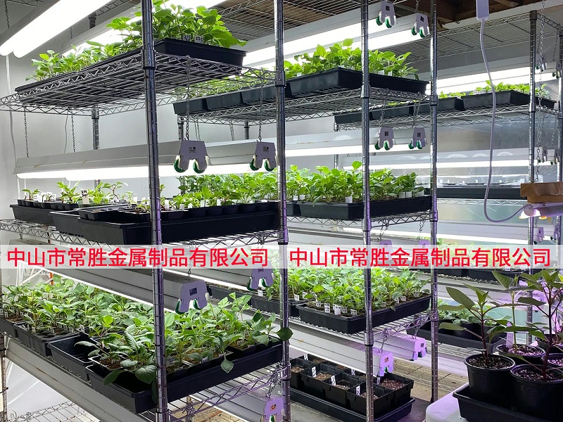 商用室內種子培育架種植架案例分享(2)