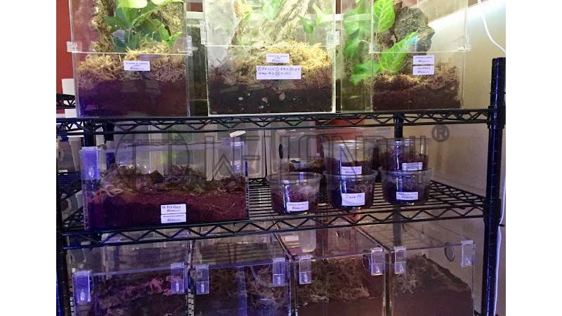 植物養(yǎng)殖架昆蟲養(yǎng)殖金屬線網(wǎng)架子-川井