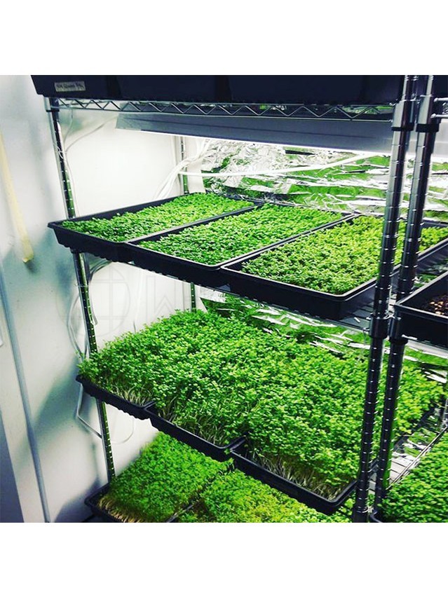 植物花卉豆芽發芽培育貨架