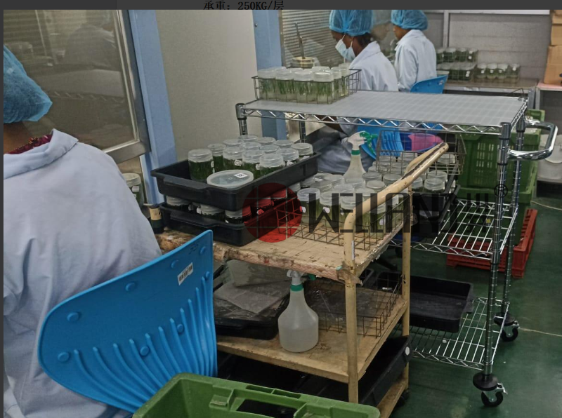 植物培養分揀推車成功案例分享-川井WELLAND-中山常勝